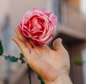 hand holding a rose thats opening up